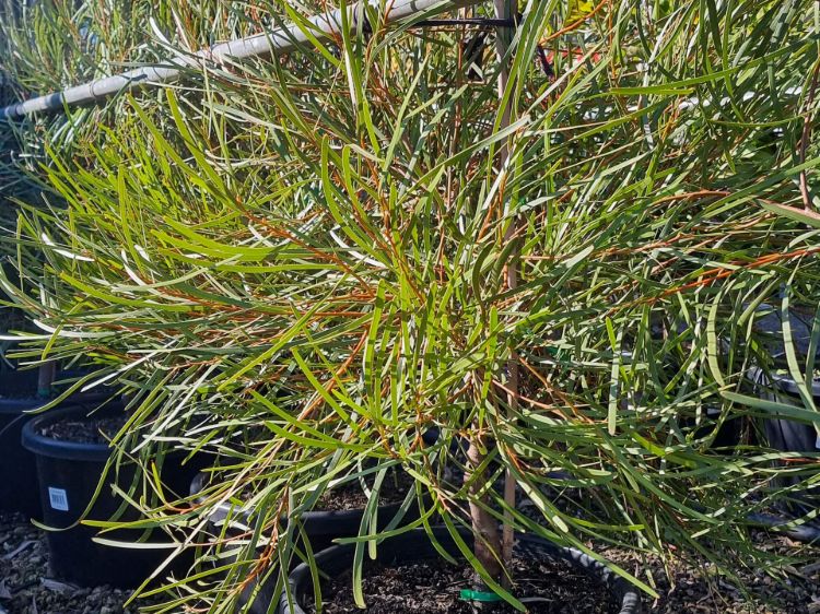 Hakea multilineata. Common name - Grass Leaved Hakea