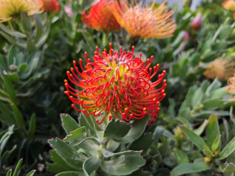 Leucospermum cordifolium Carnival Crimson. Common Name - Pincushion, Pin Cushion