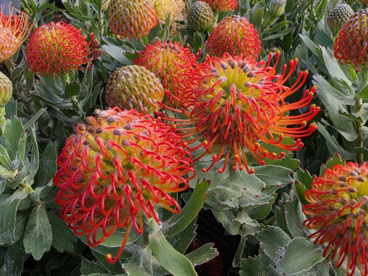 Leucospermum cordifolium Carnival Crimson. Common Name - Pincushion, Pin Cushion