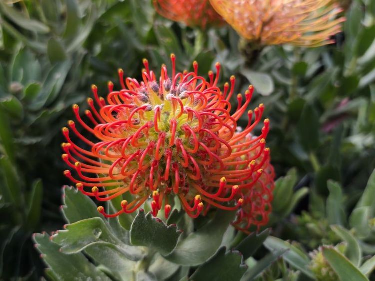 Leucospermum cordifolium Carnival Crimson. Common Name - Pincushion, Pin Cushion