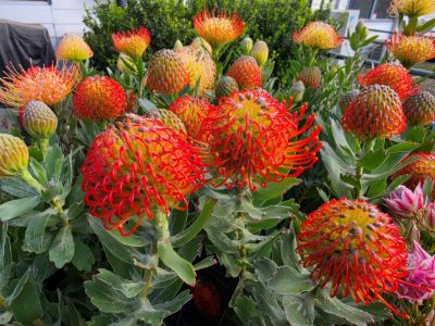 Leucospermum cordifolium Carnival Crimson. Common Name - Pincushion, Pin Cushion