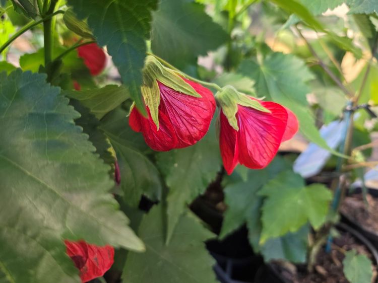 Abutilon hybrida Red Emperor. Common name - Chinese Lantern