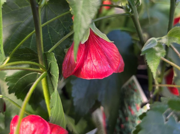 Abutilon hybrida Red Emperor. Common name - Chinese Lantern