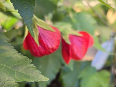 Abutilon hybrida Red Emperor. Common name - Chinese Lantern