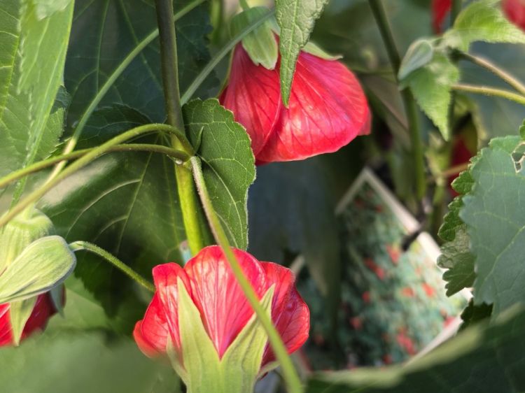 Abutilon hybrida Red Emperor. Common name - Chinese Lantern