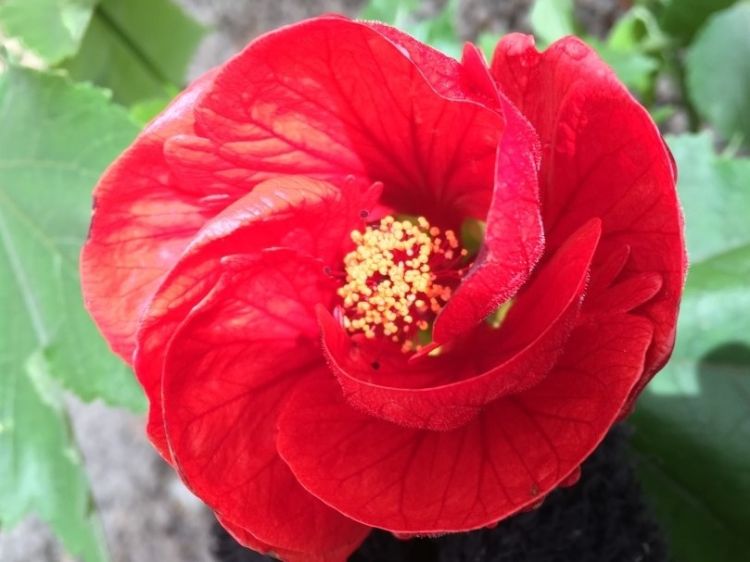 Abutilon hybrida Red Emperor. Common name - Chinese Lantern