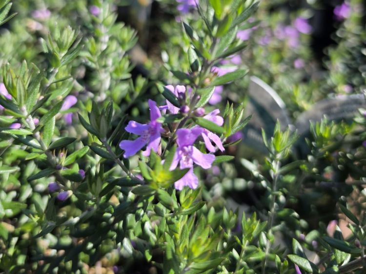 Westringia hybrida Blue Gem PBR. Common Name -  Native Rosemary, Coastal Rosemary, Coast Rosemary, WES03