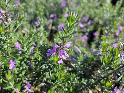 Westringia hybrida Blue Gem PBR. Common Name -  Native Rosemary, Coastal Rosemary, Coast Rosemary, WES03