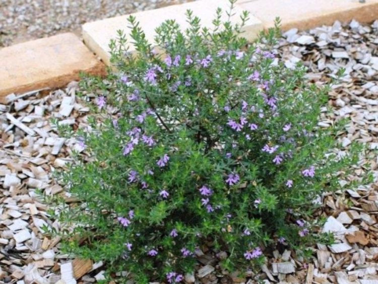 Westringia hybrida Blue Gem PBR. Common Name -  Native Rosemary, Coastal Rosemary, Coast Rosemary, WES03
