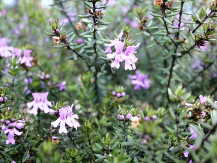 Westringia hybrida Blue Gem PBR. Common Name -  Native Rosemary, Coastal Rosemary, Coast Rosemary, WES03