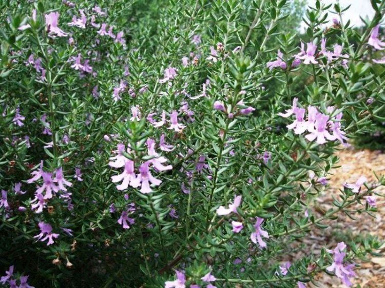 Westringia hybrida Blue Gem PBR. Common Name -  Native Rosemary, Coastal Rosemary, Coast Rosemary, WES03