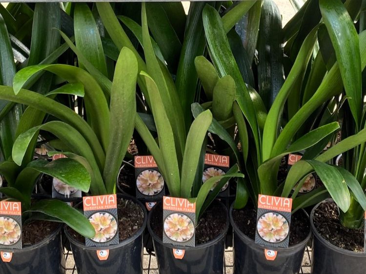 Clivia miniata European Peach. Common Name - Kaffir Lily, Bush Lily, Natal Lily.