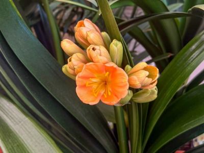 Clivia miniata European Peach. Common Name - Kaffir Lily, Bush Lily, Natal Lily.
