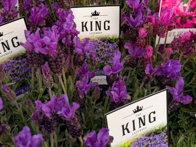 Lavandula pedunculata The King. Common Name - French Lavender