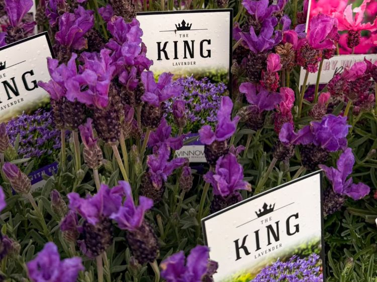 Lavandula pedunculata The King. Common Name - French Lavender