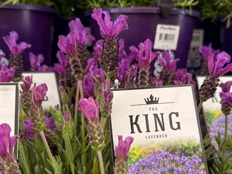 Lavandula pedunculata The King. Common Name - French Lavender