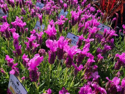 Lavandula pedunculata The Princess PBR. Common name - French Lavender, Lavinnova