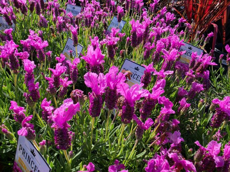 Lavandula pedunculata The Princess PBR. Common name - French Lavender, Lavinnova