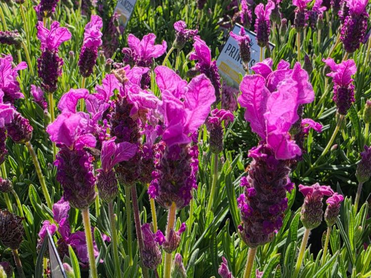 Lavandula pedunculata The Princess PBR. Common name - French Lavender, Lavinnova