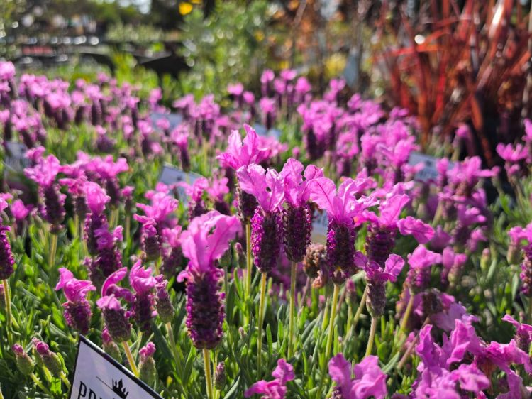 Lavandula pedunculata The Princess PBR. Common name - French Lavender, Lavinnova