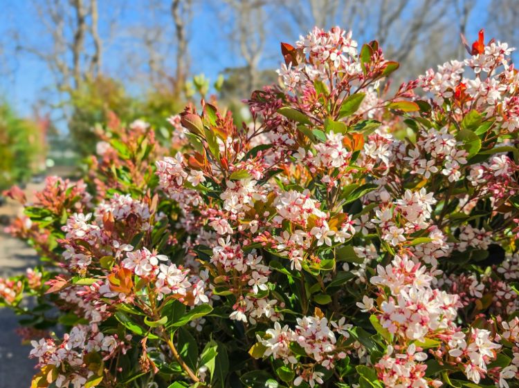 Rhaphiolepis indica fergusonii Little Bliss. Common name - Indian Hawthorn, Raphiolepis