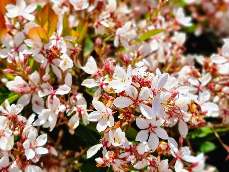 Rhaphiolepis indica fergusonii Little Bliss. Common name - Indian Hawthorn, Raphiolepis
