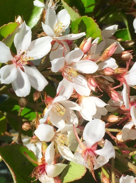 Rhaphiolepis indica fergusonii Little Bliss. Common name - Indian Hawthorn, Raphiolepis