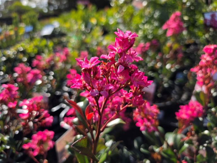 Rhaphiolepis indica Pink Punch. Common Name - Indian Hawthorn