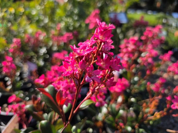 Rhaphiolepis indica Pink Punch. Common Name - Indian Hawthorn
