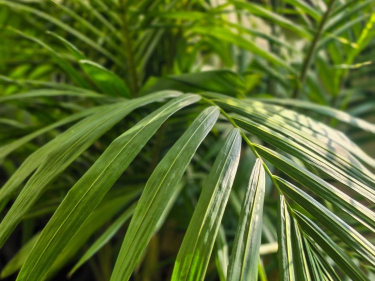 Archontophoenix cunninghamiana. Common name - Syn Ptychosperma cunninghamiana, Bangalow Palm, King Palm, Illawara Palm, Piccabeen Palm
