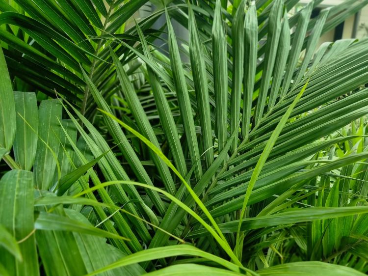 Archontophoenix cunninghamiana. Common name - Syn Ptychosperma cunninghamiana, Bangalow Palm, King Palm, Illawara Palm, Piccabeen Palm