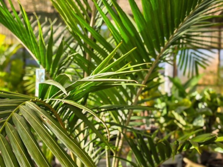 Archontophoenix cunninghamiana. Common name - Syn Ptychosperma cunninghamiana, Bangalow Palm, King Palm, Illawara Palm, Piccabeen Palm