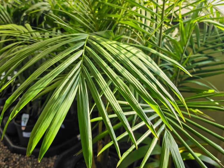 Archontophoenix cunninghamiana. Common name - Syn Ptychosperma cunninghamiana, Bangalow Palm, King Palm, Illawara Palm, Piccabeen Palm