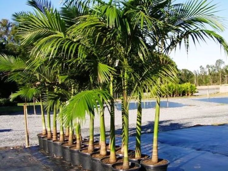 Archontophoenix cunninghamiana. Common name - Syn Ptychosperma cunninghamiana, Bangalow Palm, King Palm, Illawara Palm, Piccabeen Palm
