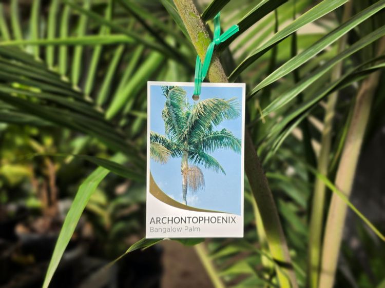 Archontophoenix cunninghamiana. Common name - Syn Ptychosperma cunninghamiana, Bangalow Palm, King Palm, Illawara Palm, Piccabeen Palm