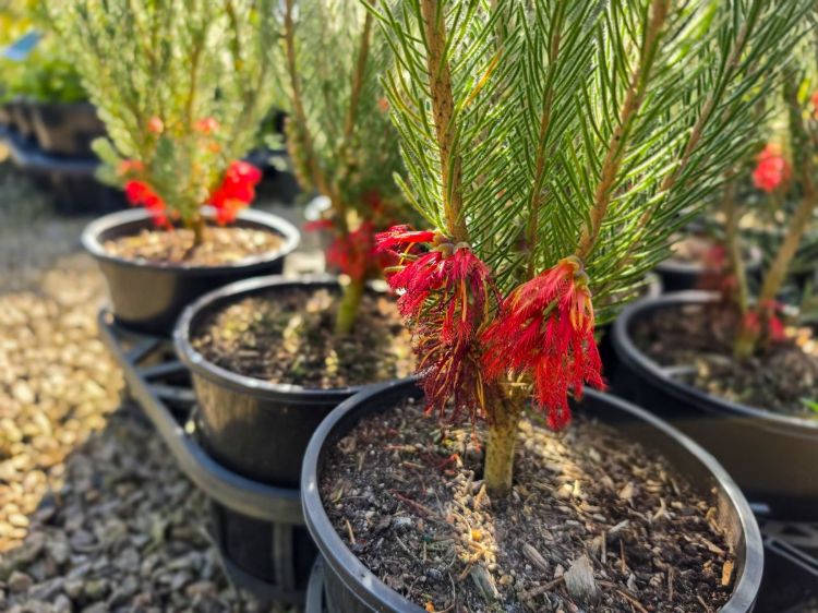 Calothamnus quadrifidus Grey. Common Name - One Sided Bottlebrush