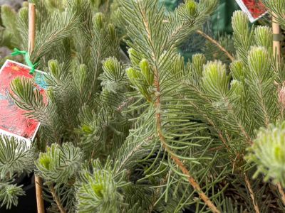 Calothamnus quadrifidus Grey. Common Name - One Sided Bottlebrush