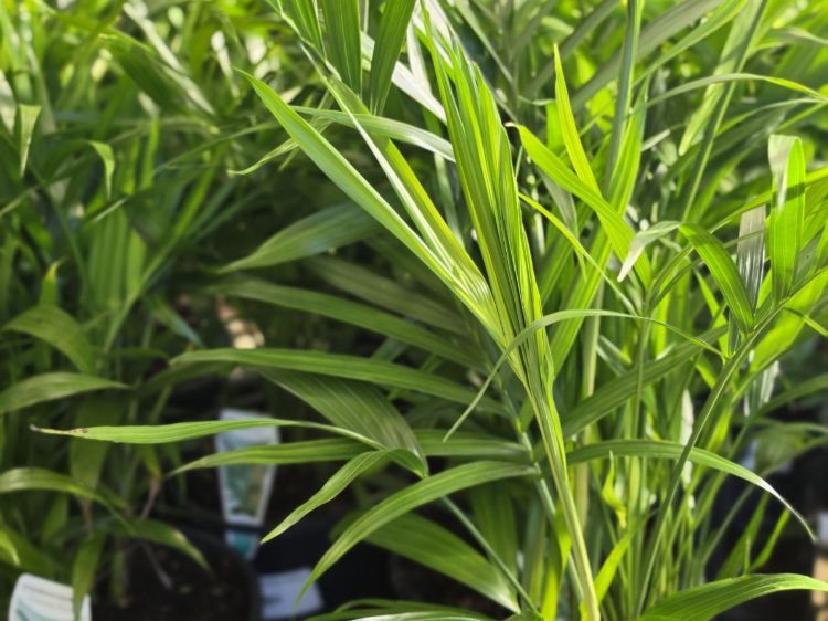Chamaedorea atrovirens. Common name - Cascade Palm