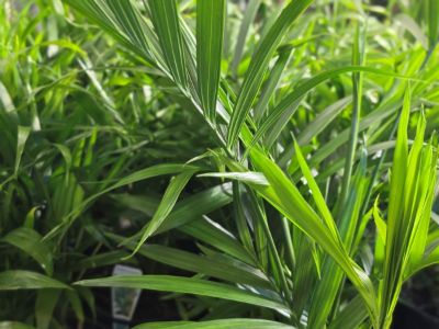Chamaedorea atrovirens. Common name - Cascade Palm