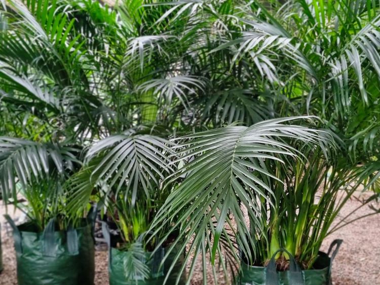 Chamaedorea atrovirens. Common name - Cascade Palm