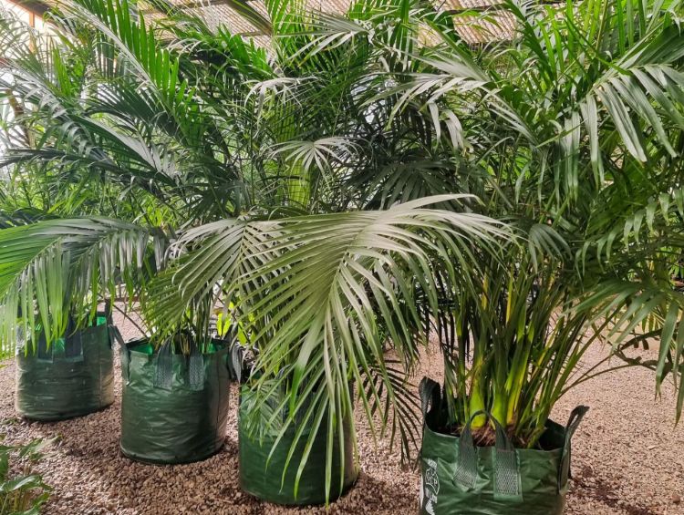 Chamaedorea atrovirens. Common name - Cascade Palm