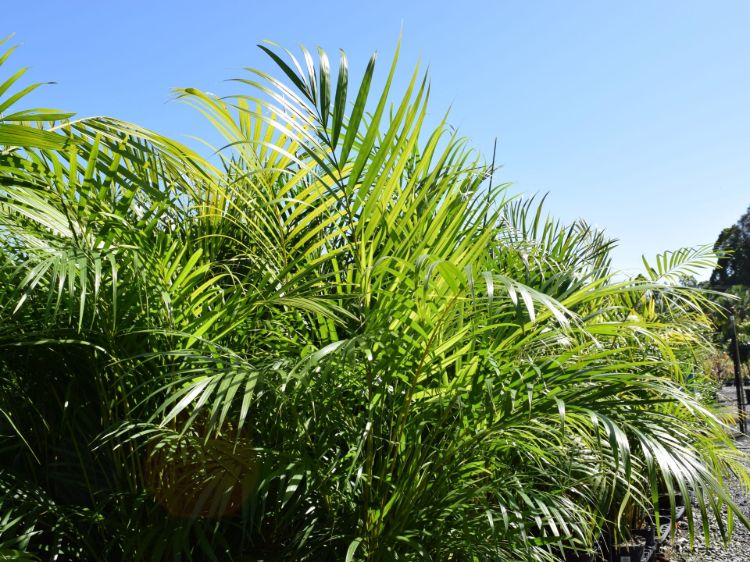 Chamaedorea atrovirens. Common name - Cascade Palm