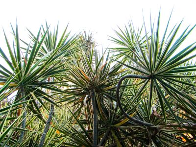 Dracaena marginata. Common name - Madagascar Dragon Tree
