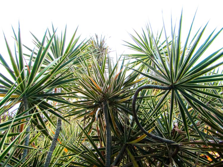 Dracaena marginata. Common name - Madagascar Dragon Tree