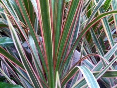 Dracaena marginata Tricolor. Common name - Madagascar Dragon Tree