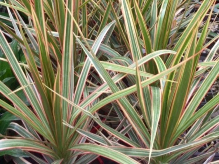 Dracaena marginata Tricolor. Common name - Madagascar Dragon Tree