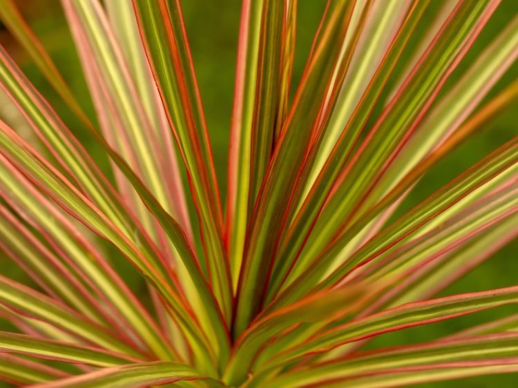 Dracaena marginata Tricolor. Common name - Madagascar Dragon Tree