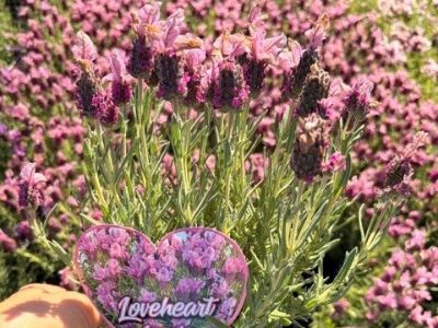 Lavandula pedunculata Love Heart. Common Name - French Lavender, SENHEART.