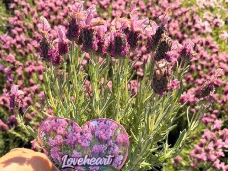 Lavandula pedunculata Love Heart. Common Name - French Lavender, SENHEART.