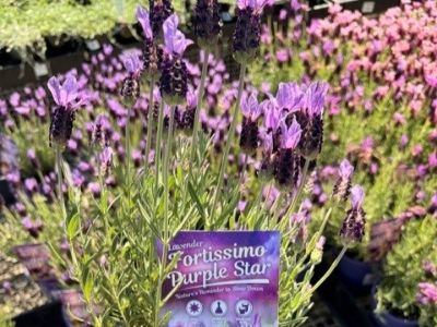 Lavandula stoechas Fortissimo Purple Star. Common Nmae - Italian Lavender.